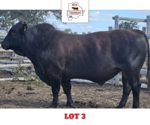 1 X BONSMARA BULL Sandveld Beef Station