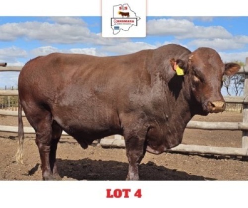 1 X BONSMARA BULL Sandveld Beef Station
