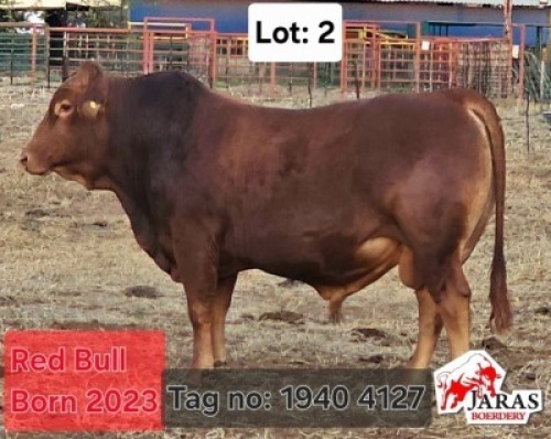 1 X RED CATTLE BULL Jaras(Pty)Ltd