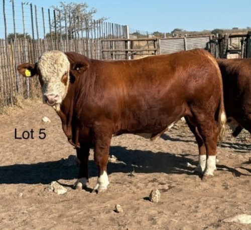 1 X SIMMENTAL BULL Cassie van Rensburg