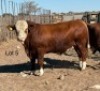 1 X SIMMENTAL BULL Cassie van Rensburg