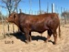 1 X SIMBRA BULL Cassie van Rensburg