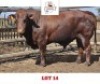 1 X BONSMARA BULL Sandveld Beef Station