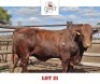 1 X BONSMARA BULL Sandveld Beef Station