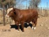 1 X SIMMENTAL BULL Cassie van Rensburg
