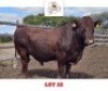 1 X BONSMARA BULL Sandveld Beef Station