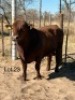 1 X SIMBRA BULL Cassie van Rensburg