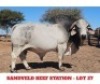 1 X BRAHMAN BULL Sandveld Beef Station