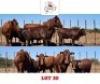 3+3 X BONSMARA CALF & COW Sandveld Beef Station