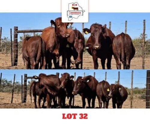 3+3 X BONSMARA CALF & COW Sandveld Beef Station