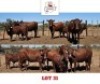 3+3 X BONSMARA CALF & COW Sandveld Beef Station