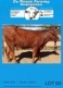 4 X X BREED HEIFERS Du Plessis Farming