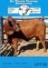 4 X X BREED HEIFERS Du Plessis Farming - 2