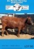 4 X X BREED HEIFERS Du Plessis Farming - 3