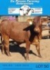 4 X X BREED HEIFERS Du Plessis Farming - 4