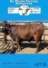 4 X X BREED HEIFERS Du Plessis Farming - 2