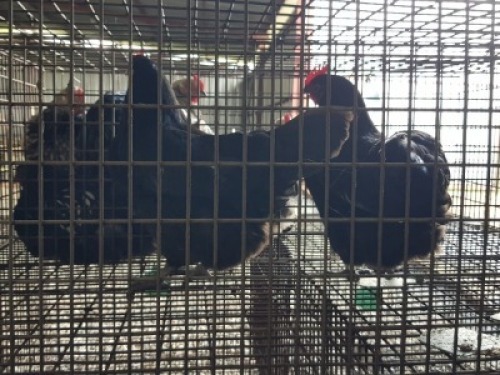 OT 9&nbsp;-&nbsp; 2X (F)&nbsp; &nbsp;BLACK AUSTRALOPS - ZAMBESIAKA STUD BREEDERS (PER STUK OM LOT TE NEEM/PER PIECE TO TAKE THE LOT)