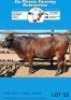 4 X X BREED HEIFERS Du Plessis Farming - 4