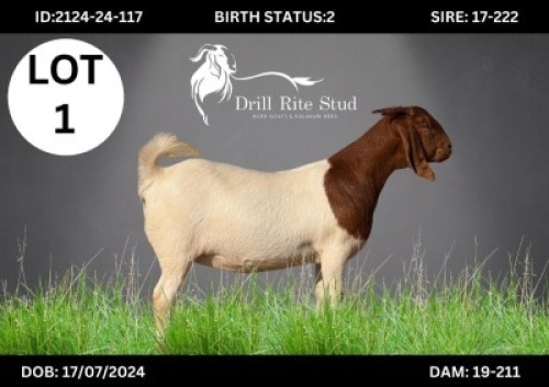 LOT 1 1 X BOERGOAT DOE Lourens van Niekerk (Per animal to take the lot)