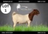 LOT 1 1 X BOERGOAT DOE Lourens van Niekerk (Per animal to take the lot)