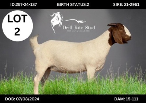 LOT 2 1 X BOERGOAT DOE Lourens van Niekerk (Per animal to take the lot)