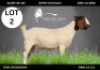 LOT 2 1 X BOERGOAT DOE Lourens van Niekerk (Per animal to take the lot)