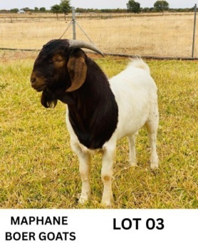 LOT 3 1 X BOERGOAT BUCK Biki Maphane (Per animal to take the lot)