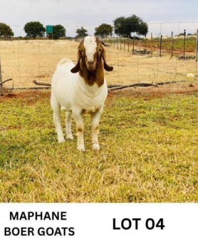 LOT 4 1 X BOERGOAT BUCK Biki Maphane (Per animal to take the lot)