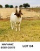 LOT 4 1 X BOERGOAT BUCK Biki Maphane (Per animal to take the lot)