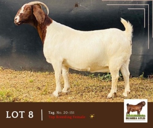 LOT 8 1 X BOERGOAT DOE Bushra stud (Per animal to take the lot)