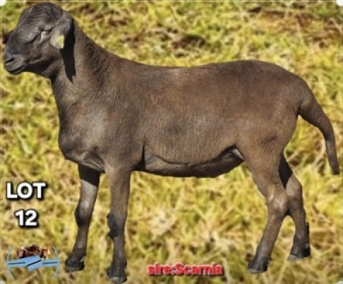 LOT 12 1 X MEATMASTER RAM Toy Katjiova (Per animal to take the lot)