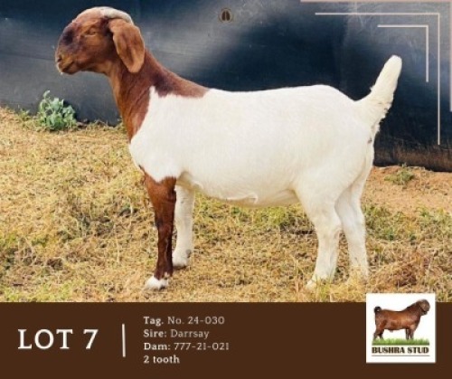 LOT 7 1 X BOERGOAT DOE Bushra stud (Per animal to take the lot)
