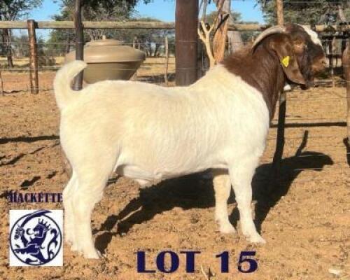 LOT 15 1 X BOERGOAT BUCK Barend Hackette (Per animal to take the lot)