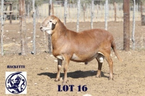LOT 16 1 X MEATMASTER RAM Barend Hackette (Per animal to take the lot)