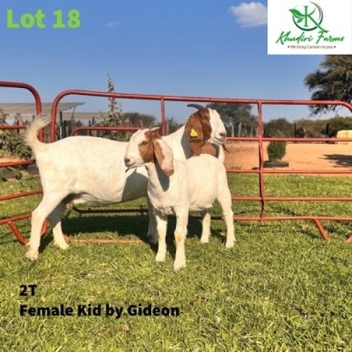 LOT 18 1+1 X BOERGOAT KID & DOE O.Moseki(Khudiri Farms) (Per animal to take the lot)
