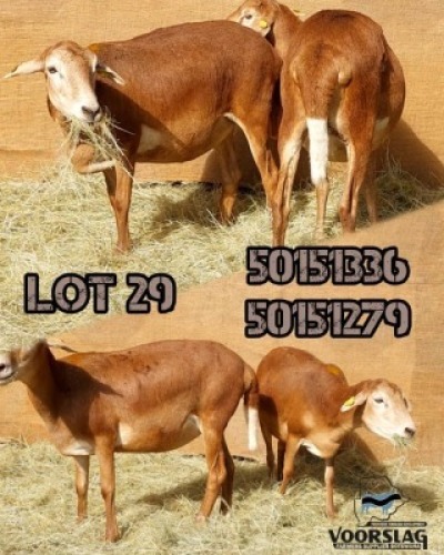 LOT 29 2 X MEATMASTER EWES Voorslag (Per animal to take the lot)
