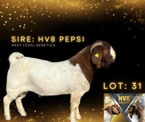 LOT 31 1 X BOERGOAT BUCK Hardus Visser HV8