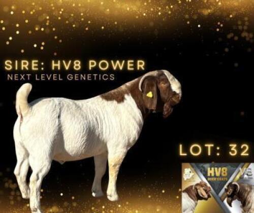 LOT 32 1 X BOERGOAT BUCK Hardus Visser HV8 (Per animal to take the lot)