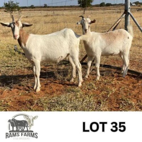 LOT 35 2 X TOGGENBURGER CROSS DOE Oscar Ramonameng