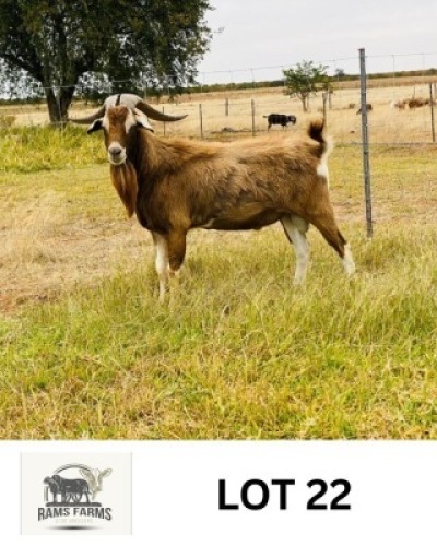 LOT 22 1 X MEATMASTER RAM Nkarabang Nkarabang (Per animal to take the lot)