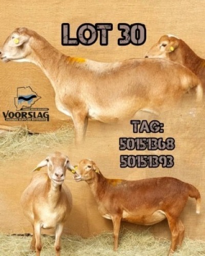 LOT 30 2 X MEATMASTER EWES Voorslag
