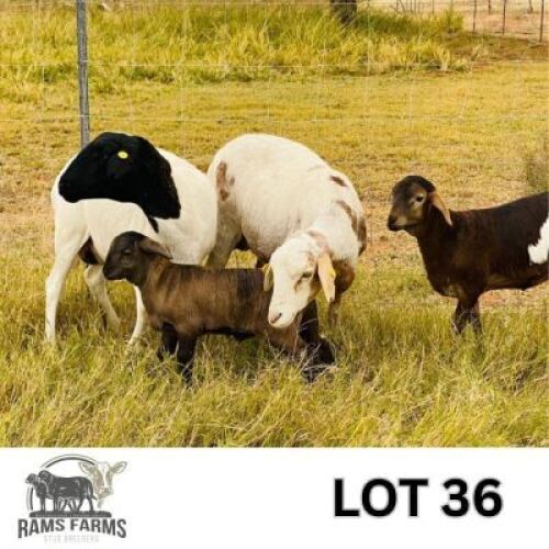 LOT 36 2 X MEATMASTER EWES Oscar Ramonameng (Per animal to take the lot)