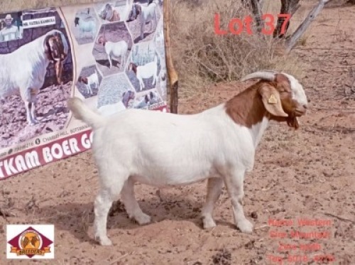 LOT 37 1 X BOERGOAT DOE Vatira Kambura (Per animal to take the lot)