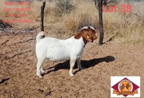 LOT 38 1 X BOERGOAT BUCK Vatira Kambura (Per animal to take the lot)