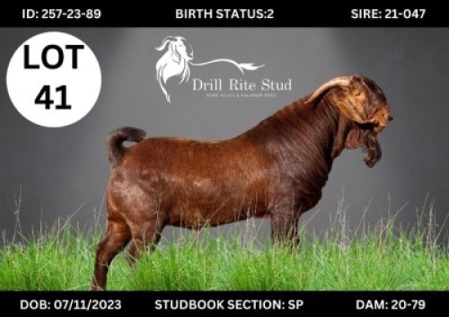 LOT 41 1 X KALAHARI RED BUCK Lourens van Niekerk (Per animal to take the lot)