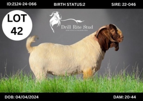 LOT 42 1 X BOERGOAT BUCK Lourens van Niekerk