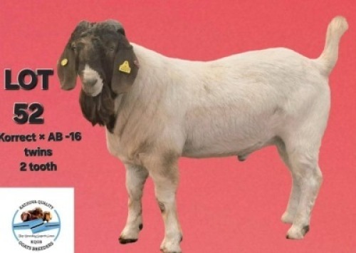 LOT 52 1 X BOERGOAT BUCK Toy Katjiova (Per animal to take the lot)