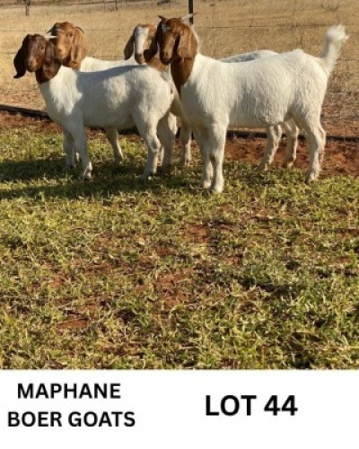 LOT 44 4 X BOERGOAT DOE Biki Maphane (Per animal to take the lot)