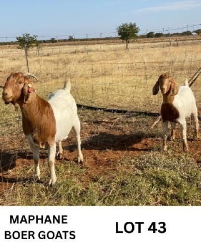 LOT 43 1+1 X BOERGOAT KID & DOE Biki Maphane