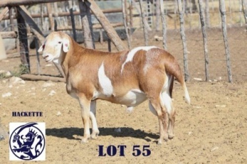 LOT 55 1 X MEATMASTER RAM Barend Hackette